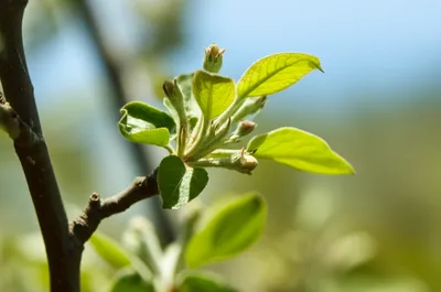 Illustration apples - Image 1