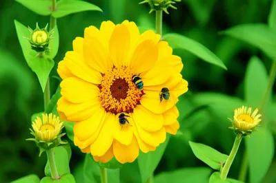 Illustration nuptial - Image 1