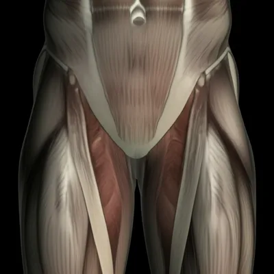 Illustration crotch - Image 1