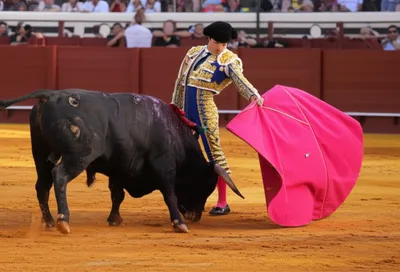 Illustration muletas - Image 1