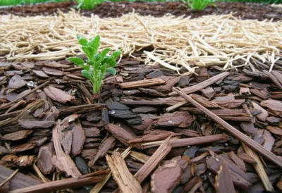 Illustration mulch - Image 1