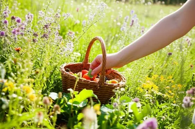 Illustration medicines