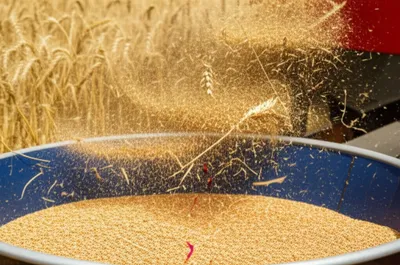 Illustration chaff - Image 1