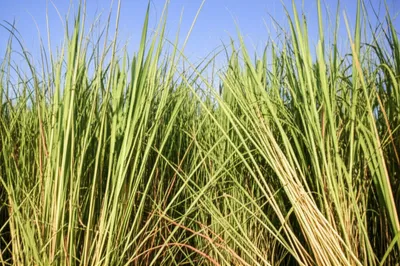 Illustration pitas - Image 1