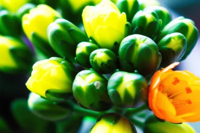 Illustration flowers - Image 1