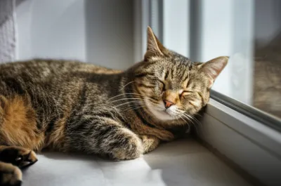 Illustration lying - Image 1