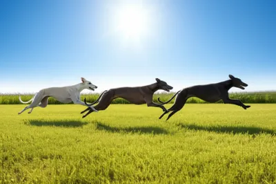 Illustration leash - Image 1