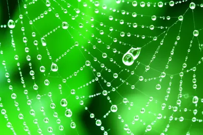 Illustration dewy - Image 1