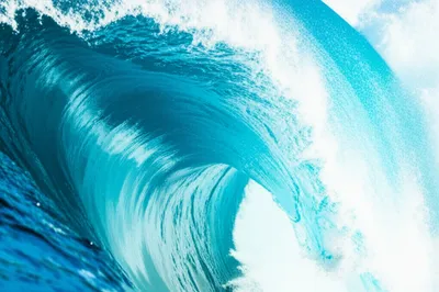 Illustration crest - Image 1