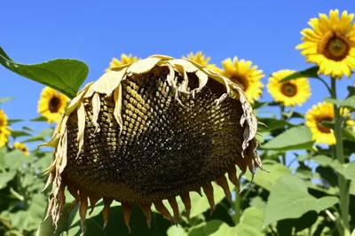 Illustration drooping - Image 1