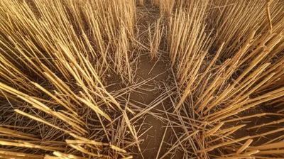 Illustration shack - Image 1