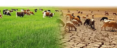 Illustration overgrazing