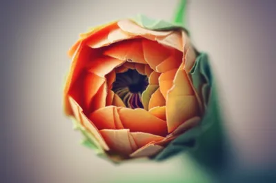 Illustration explication