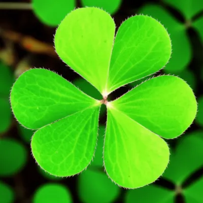 Illustration trifoliate - Image 1