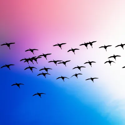 Illustration skyward - Image 1