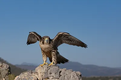 Illustration tarses - Image 1