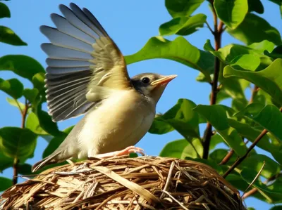 Illustration fledged - Image 1