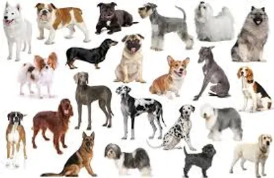 Illustration breed - Image 2