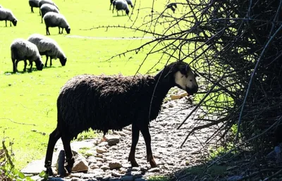 Illustration erring - Image 1