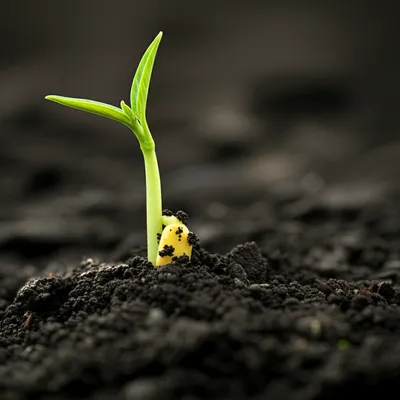 Illustration emerge - Image 1