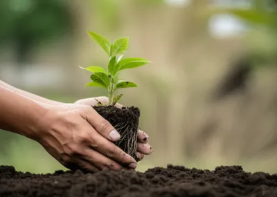 Illustration leaves - Image 1