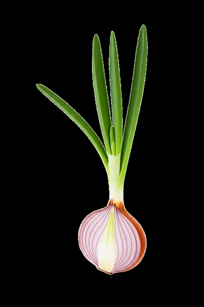 Illustration onion