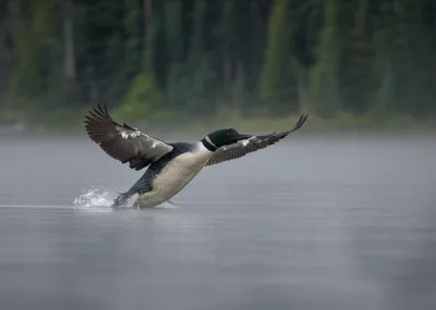 Illustration gunners - Image 1