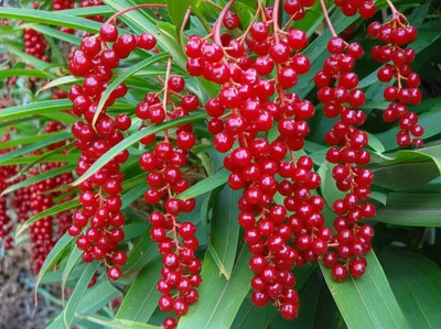 Illustration berry - Image 1