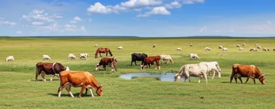 Illustration rakes - Image 1