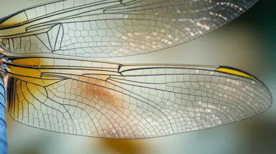 Illustration nervures