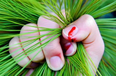 Illustration pines - Image 1