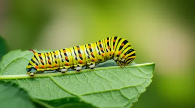 Illustration larval - Image 1