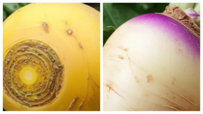 Illustration turnips - Image 1