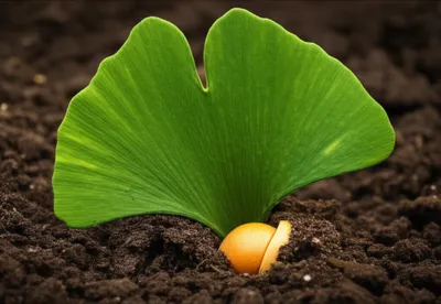 Illustration ginkgo - Image 1