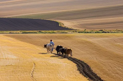 Illustration dunam - Image 1