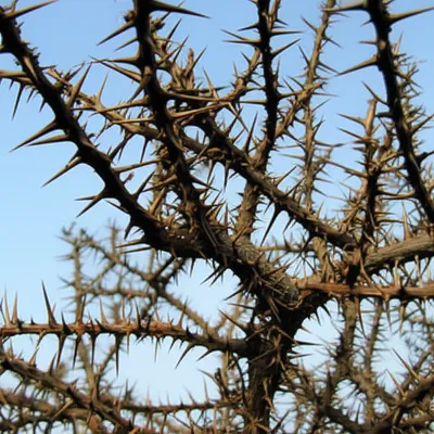 Illustration thorns - Image 1