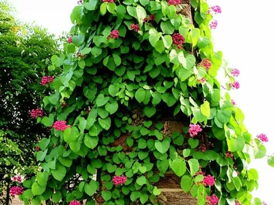 Illustration cleaves - Image 1