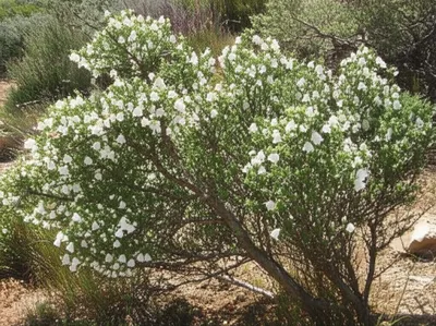 Illustration brier - Image 1