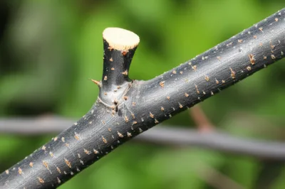 Illustration bush - Image 1