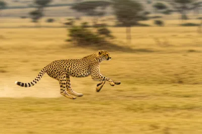 Illustration screaming - Image 1