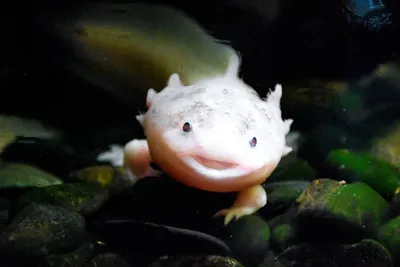 Illustration axolotl - Image 2