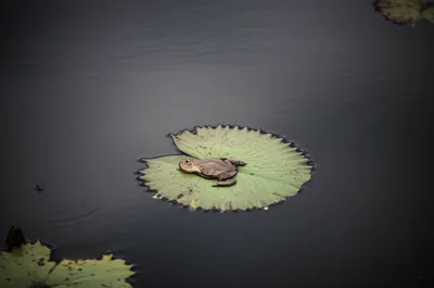 Illustration croaks - Image 1