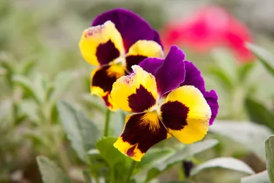 Illustration pansies - Image 2