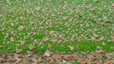 Illustration foraging - Image 1