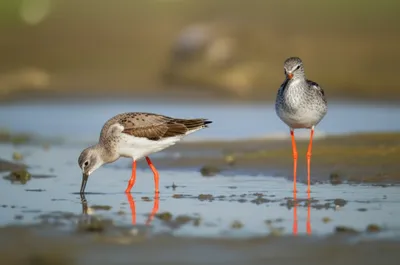 Illustration redshank - Image 1