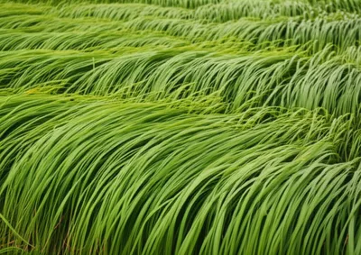 Illustration bent - Image 1