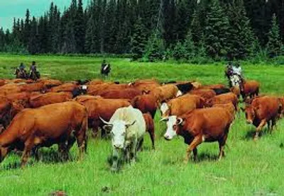 Illustration drove - Image 2