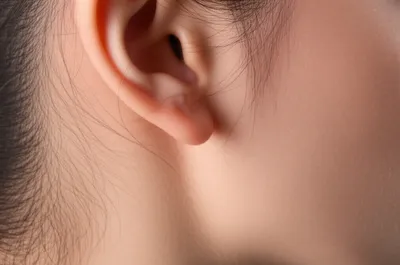 Illustration mastoid - Image 1