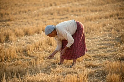 Illustration gleaned - Image 1