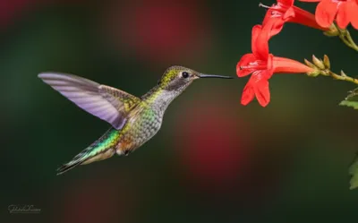 Illustration flashing - Image 1